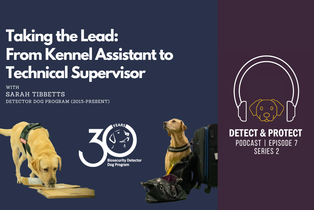 Taking the Lead From Kennel Assistant to Technical Supervisor DAFF